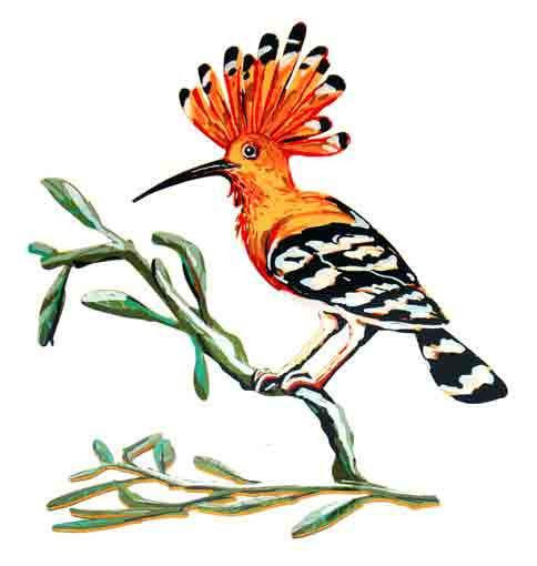 Hoopoe Bird